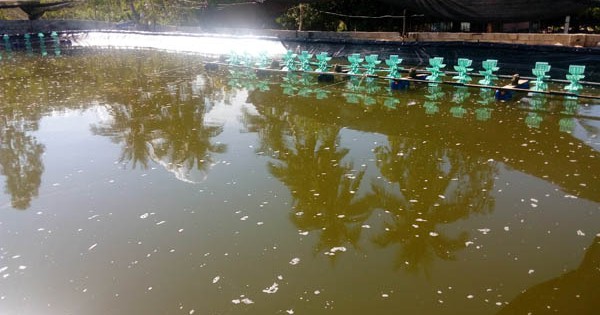 Nguyên nhân, tác hại và biện pháp xử lý phèn trong ao nuôi tôm