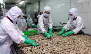 Xuất khẩu tôm năm 2025 dự báo đạt 5,6 tỷ USD