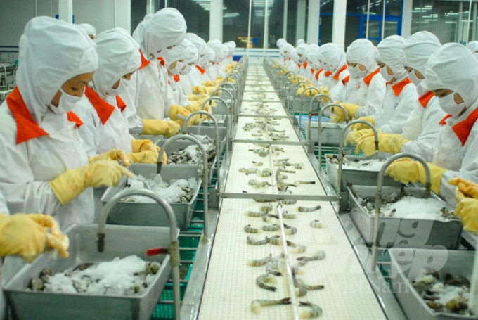 Doanh nghiệp ngành tôm gặp khó khăn 