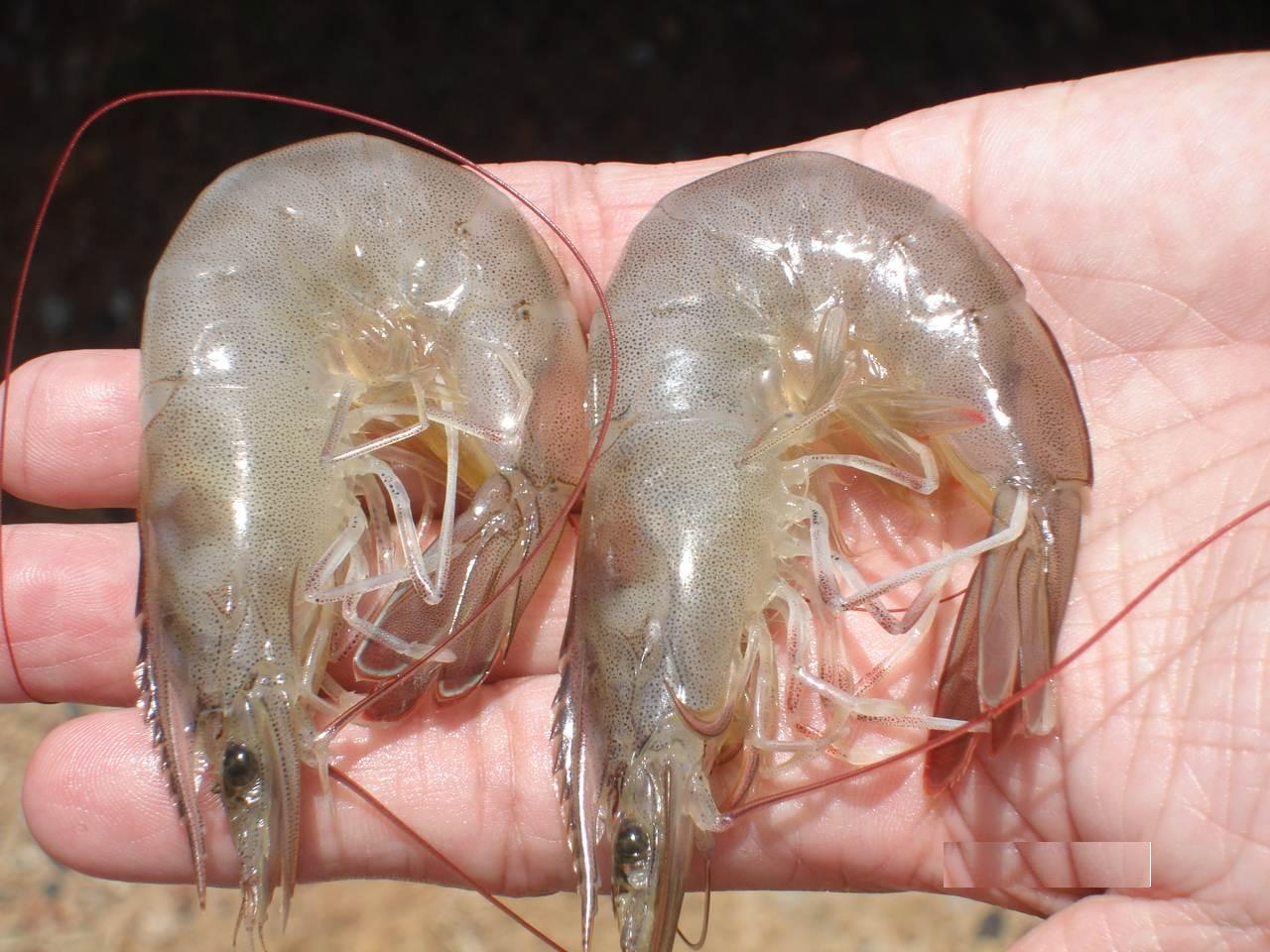 Nguyên nhân gây đục cơ ở tôm