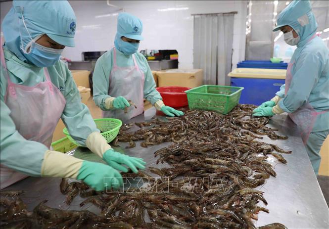 Xuất khẩu tôm dự báo sẽ tiếp đà tăng trưởng