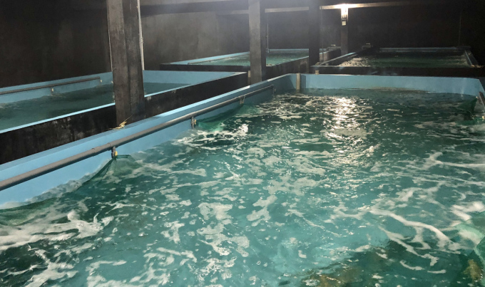 Nguồn nước được xử lý qua hệ thống RAS, chỉ số về nhiệt độ, độ mặn đạt mức an toàn. Ảnh: NVCC.